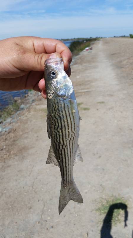 Striped bass in Rio Vista