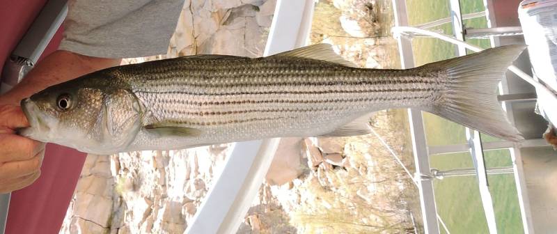 Striped bass in Lake Powell