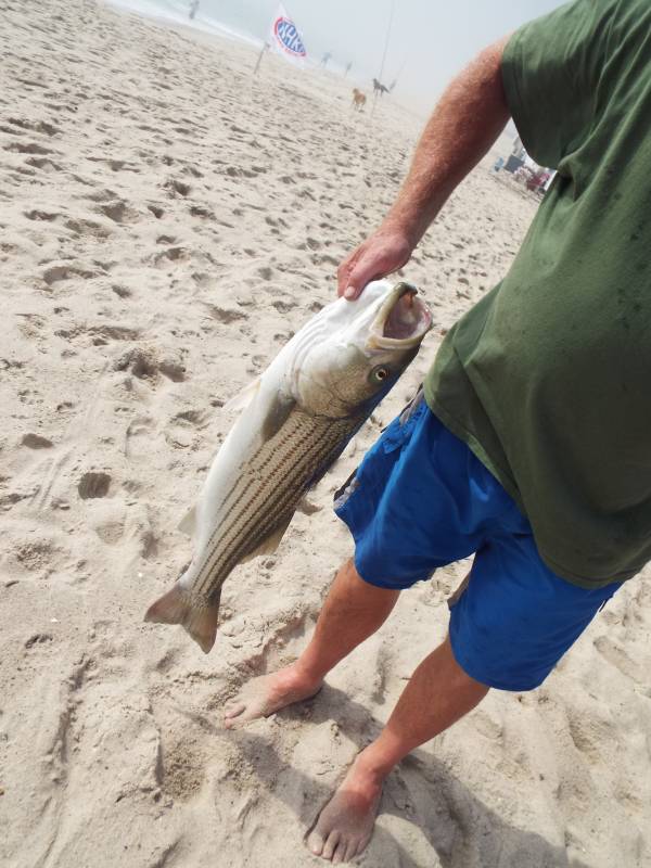 Striped bass in Barnstable County
