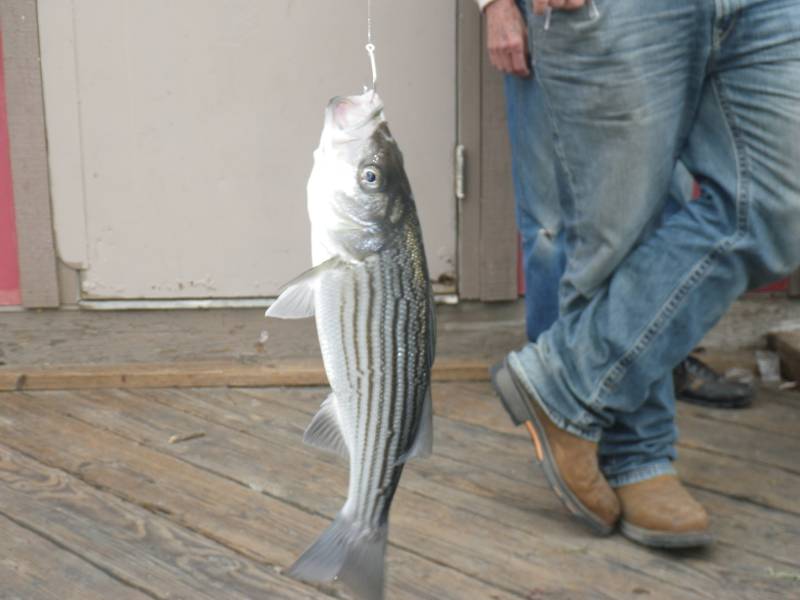 Striped bass in West Sacramento