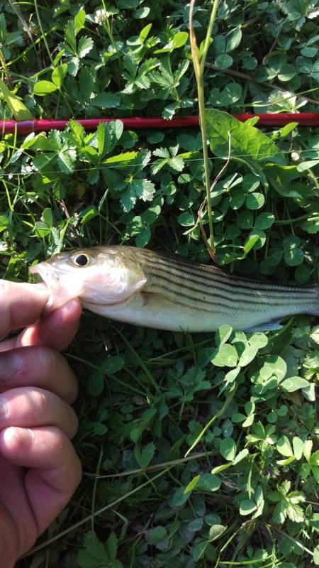 Striped bass in Bridgeton