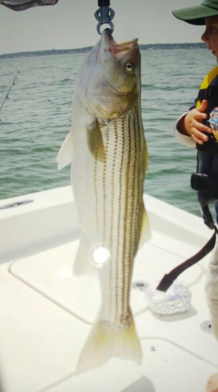 Striped bass in Medford