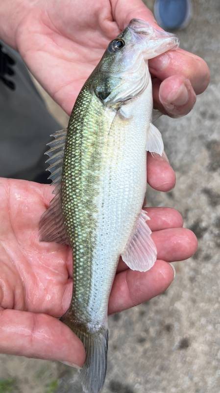 Spotted bass in Jersey Village
