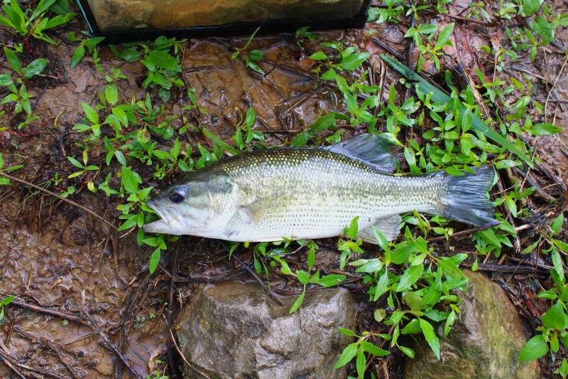 Spotted bass in Tennessee