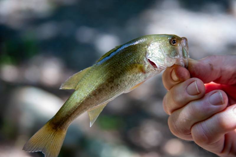 Spotted bass in Menifee