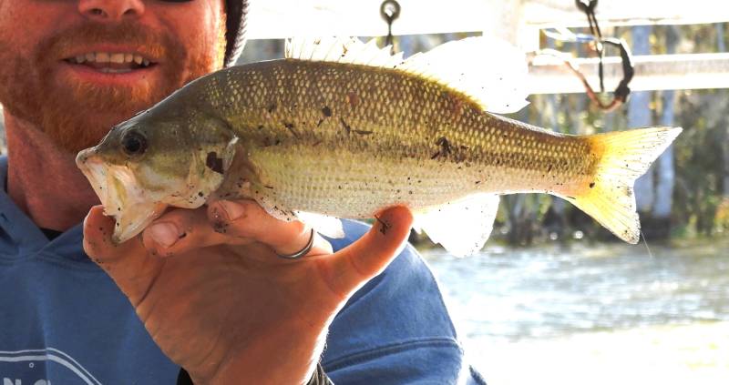Spotted bass in Bay Saint Louis