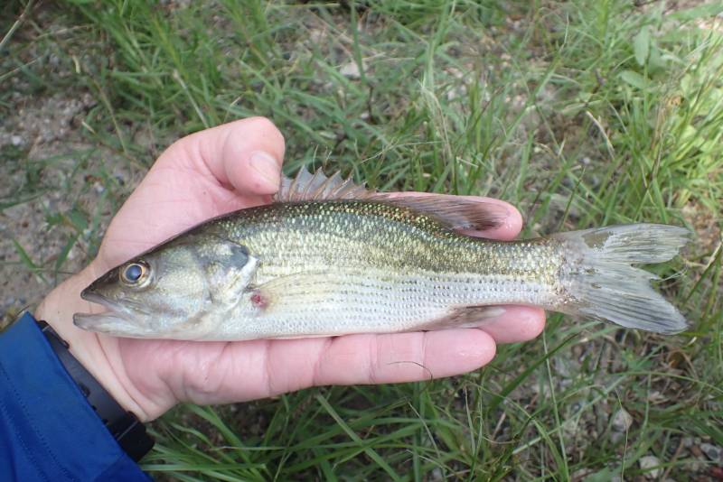 Spotted bass in New Waverly