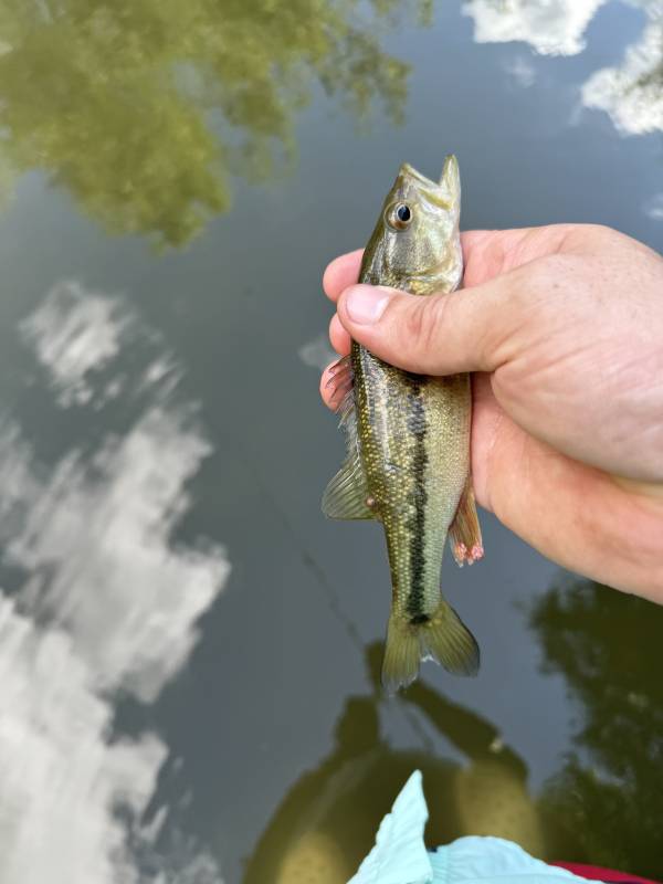 Spotted bass in Floresville