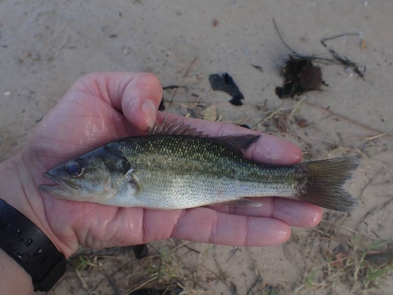 Spotted bass in New Waverly