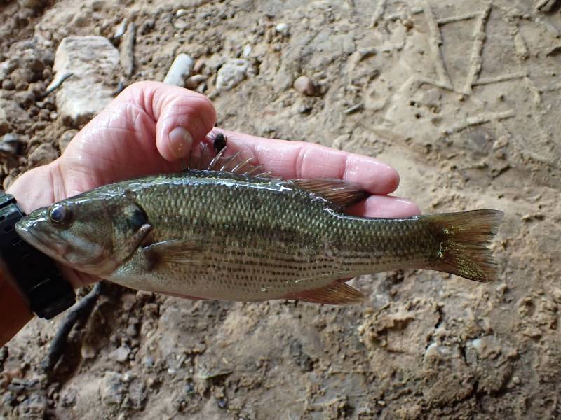 Spotted bass in New Waverly