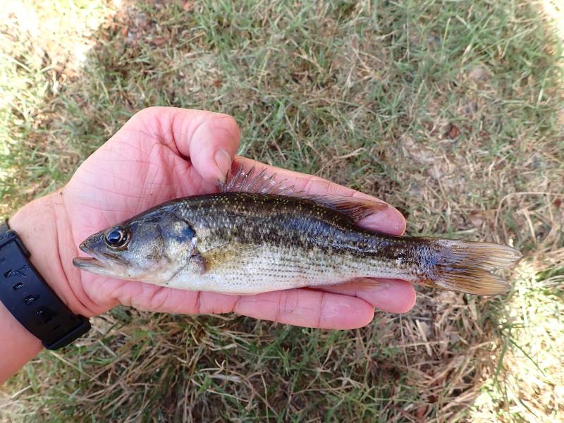 Spotted bass in Edna