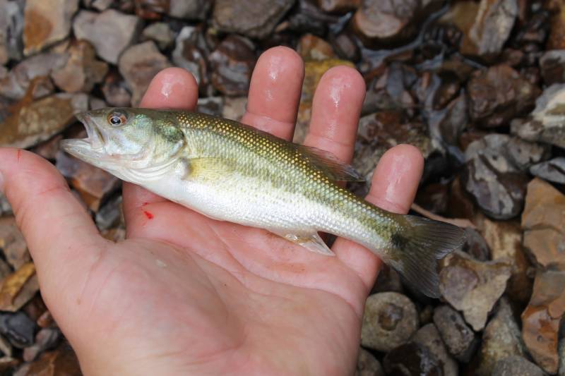 Spotted bass in Tennessee
