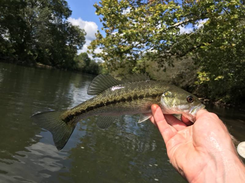 Spotted bass in Sylva