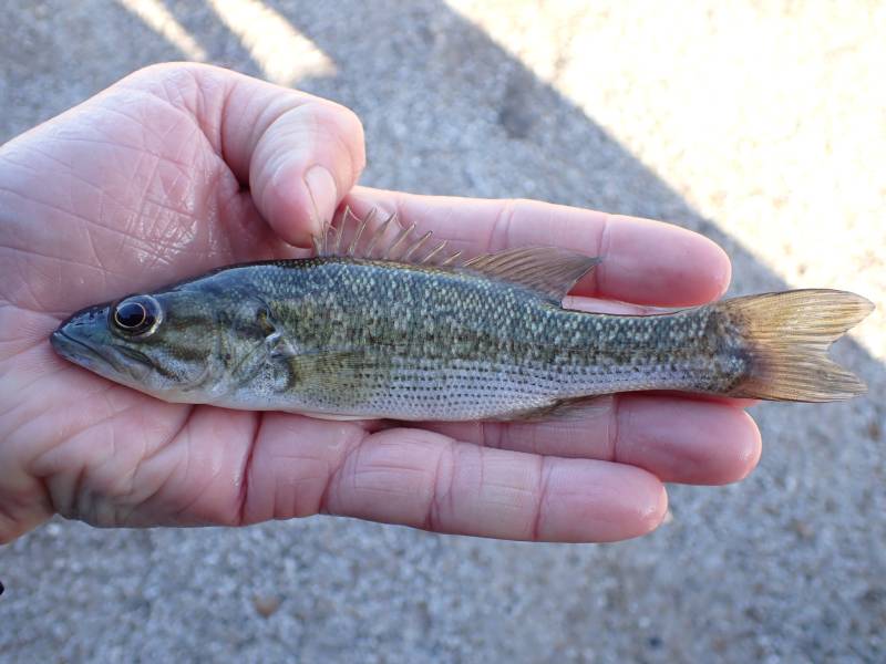 Spotted bass in Bay City