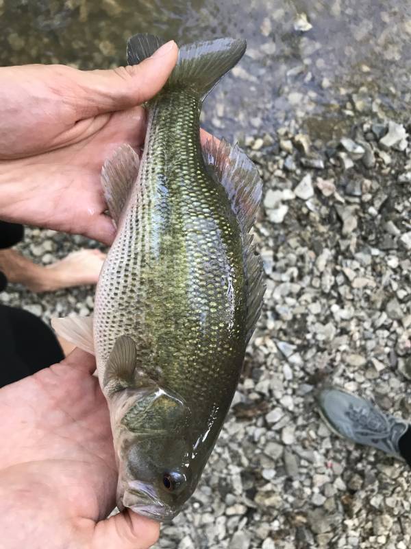 Spotted bass in Riley County