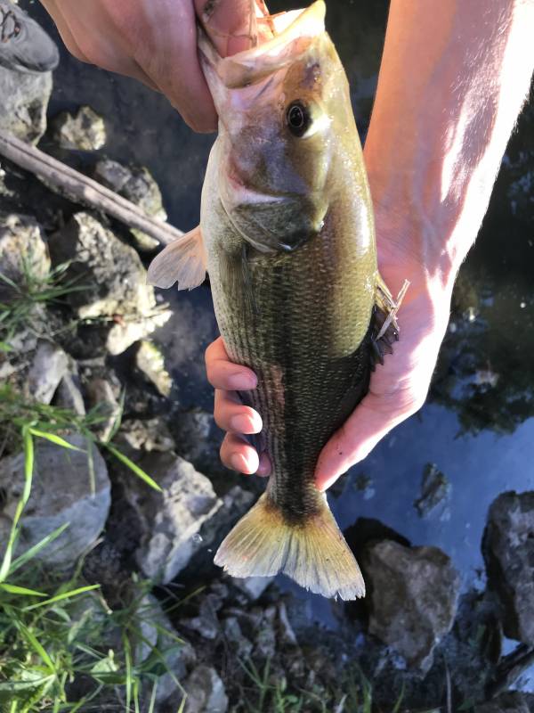 Spotted bass in Riley County