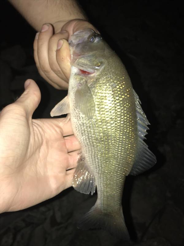 Spotted bass in Kansas