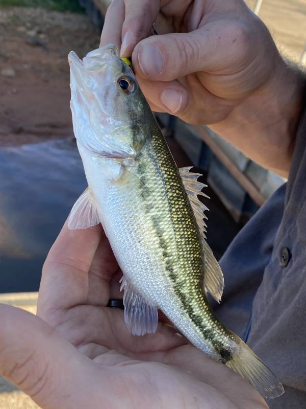 Spotted bass in Amber