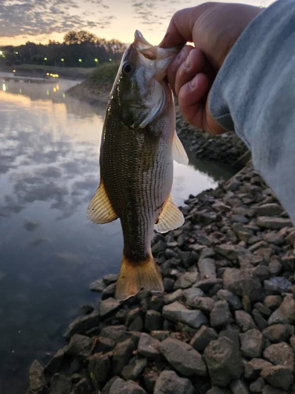 Spotted bass in Tennessee