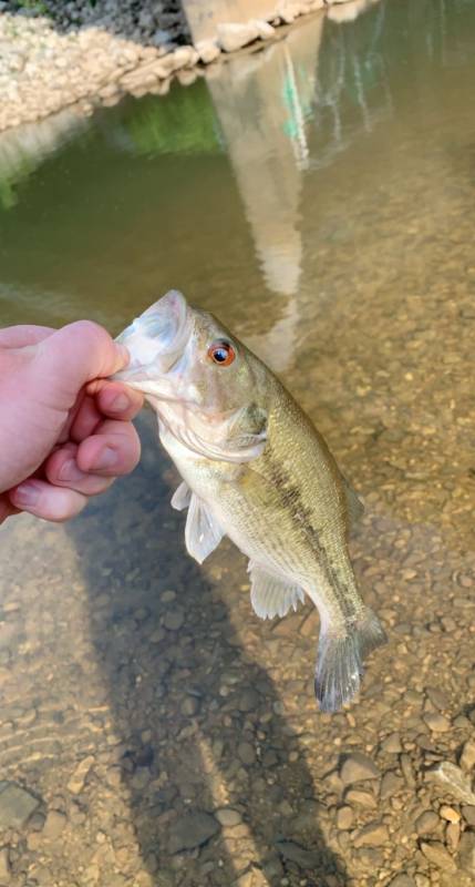 Spotted bass in Paris
