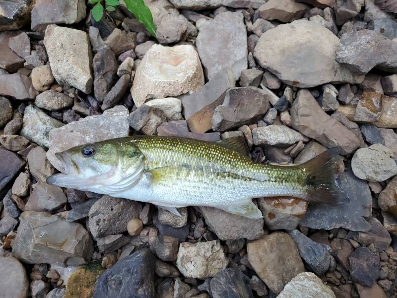 Spotted bass in Tennessee