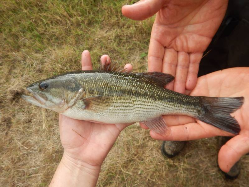 Spotted bass in Haworth