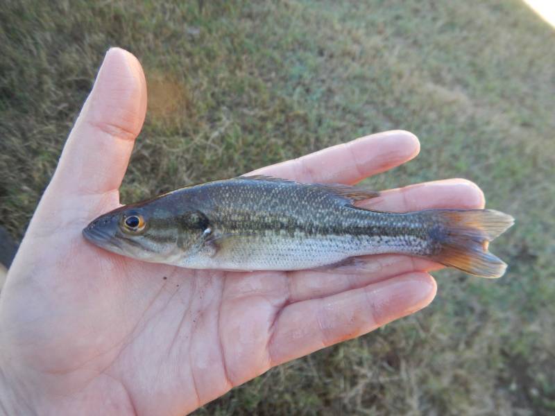 Spotted bass in Boswell