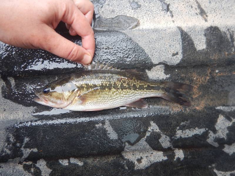 Spotted bass in Domino