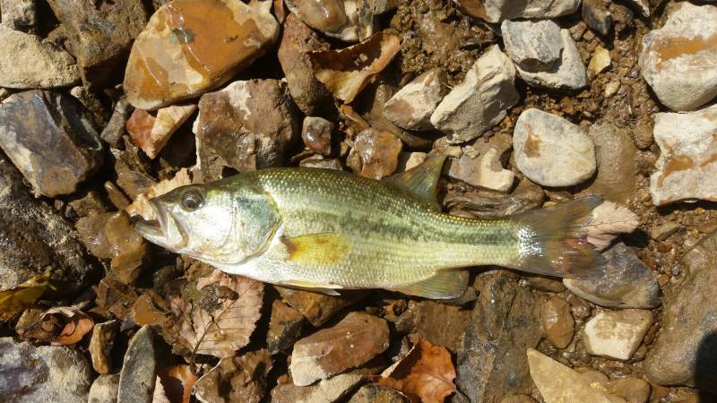 Spotted bass in Tennessee