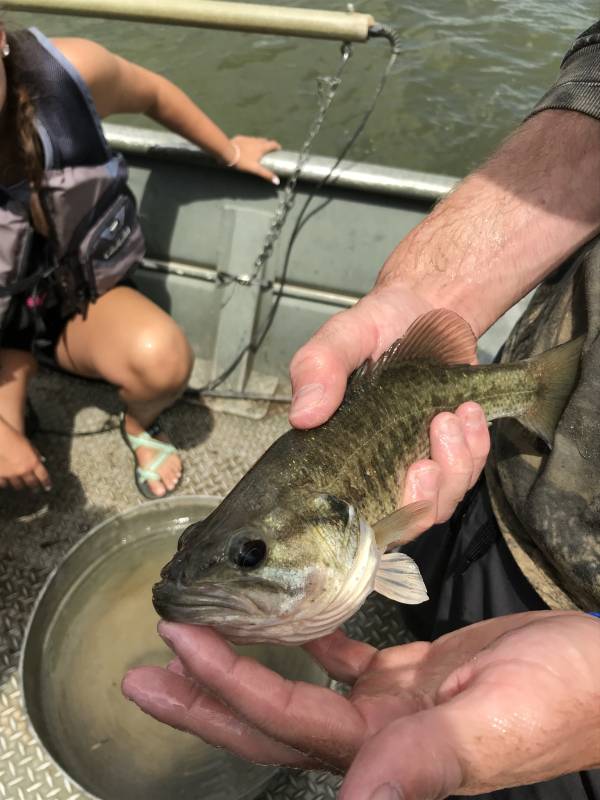 Spotted bass in Reading