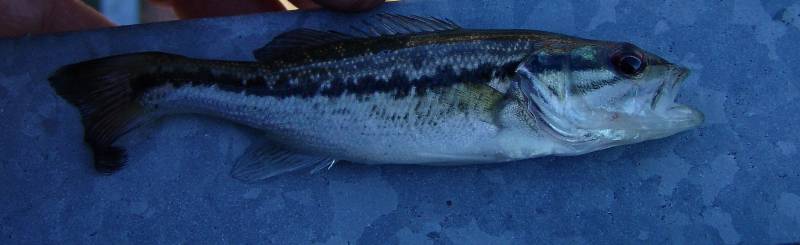 Spotted bass in Norfork Lake