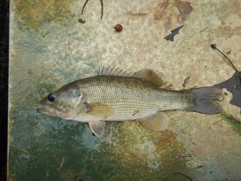 Spotted bass in Lake Jackson