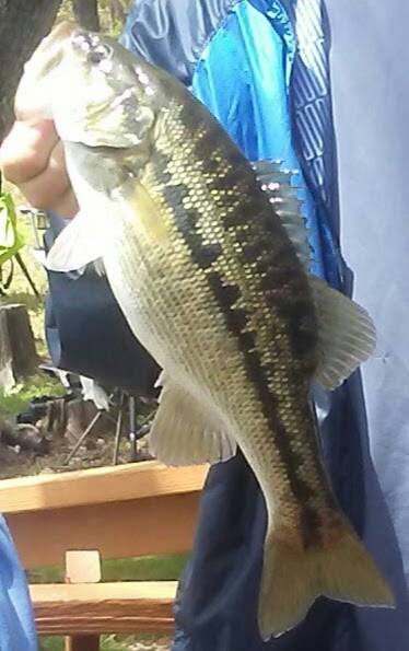 Spotted bass in Dayton