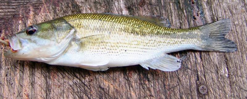 Spotted bass in Norfork Lake
