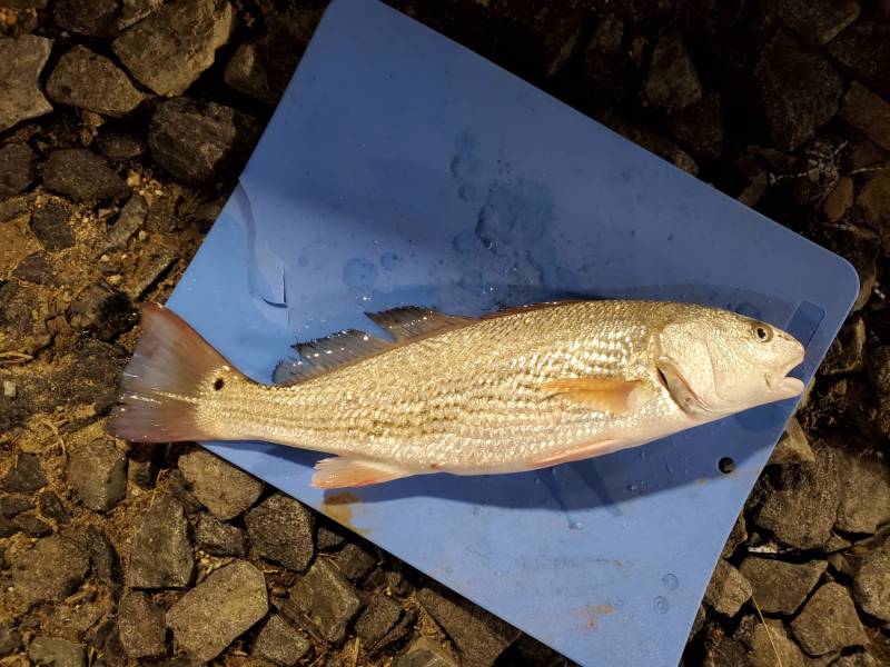 Red drum  (Redfish) in Chesapeake Bay