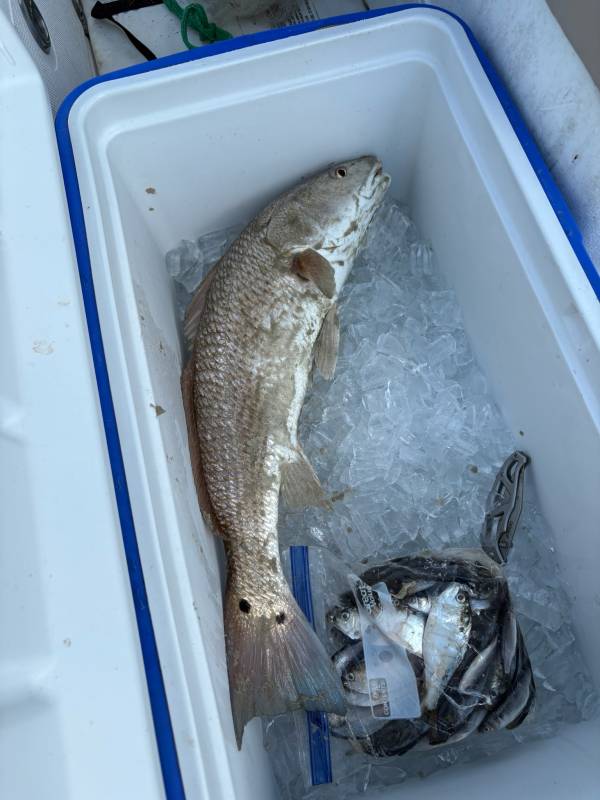 Red drum  (Redfish) in Ogeechee River