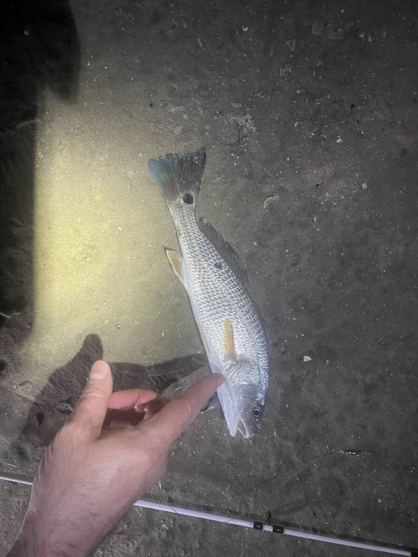 Red drum  (Redfish) in Georgetown