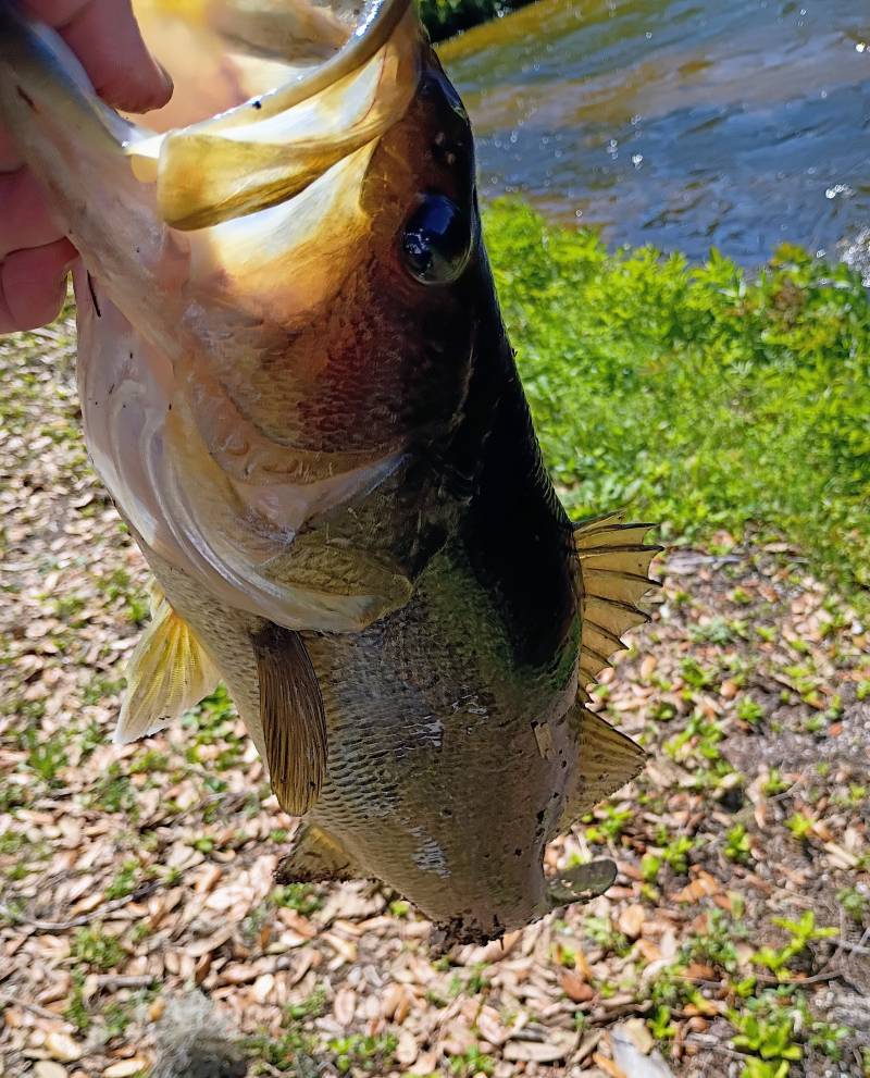 Largemouth bass in Florida