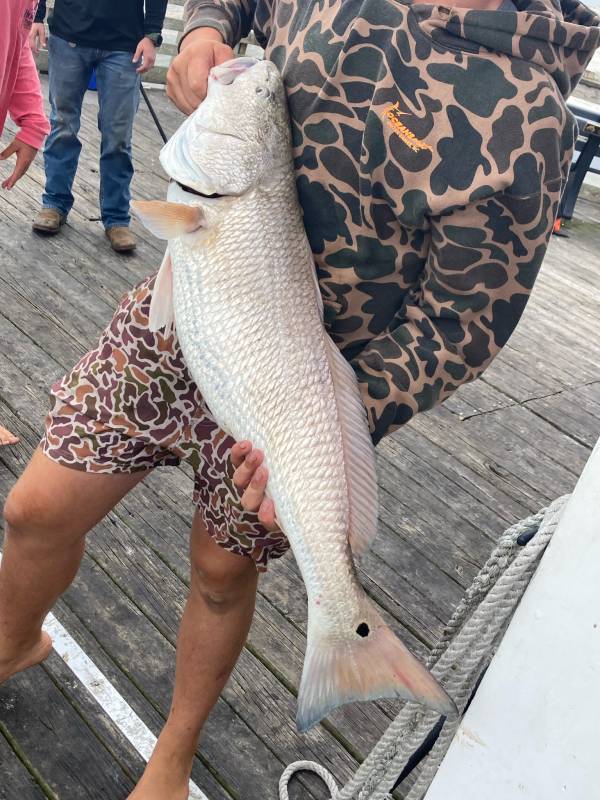 Red drum  (Redfish) in North Carolina