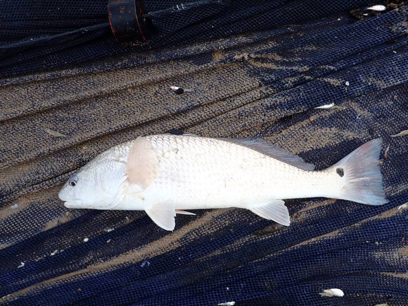 Red drum  (Redfish) in Port Lavaca