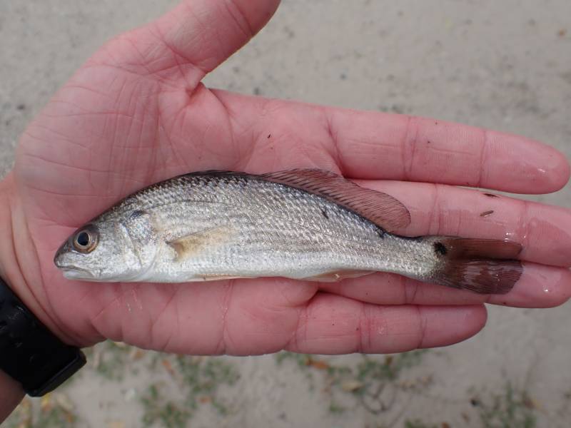 Red drum  (Redfish) in Port Lavaca