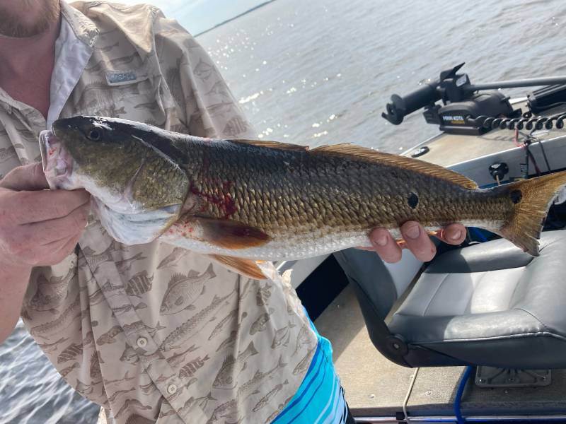 Red drum  (Redfish) in Florida