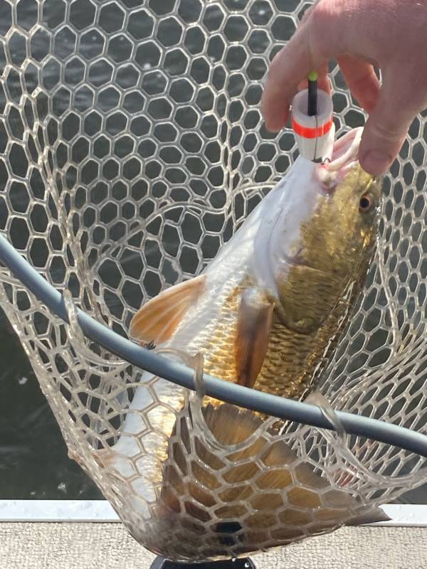 Red drum  (Redfish) in Florida