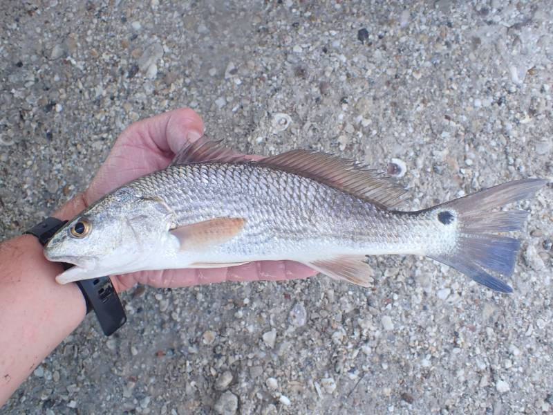 Red drum  (Redfish) in Port Lavaca