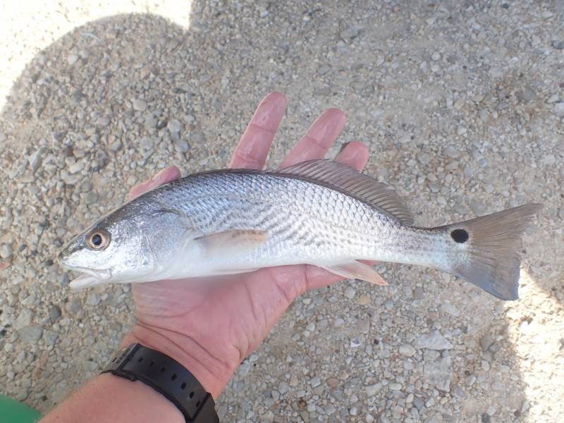 Red drum  (Redfish) in Port Lavaca