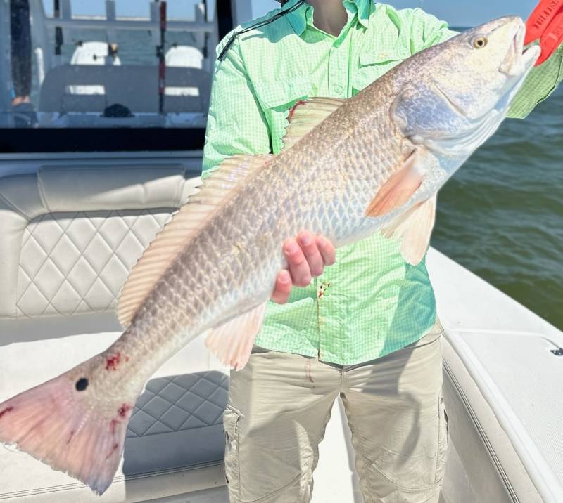 Red drum  (Redfish) in Bay Saint Louis