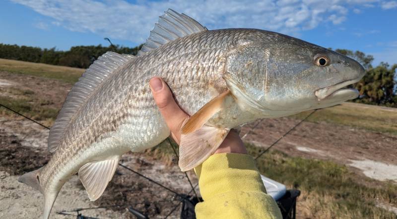 Red drum  (Redfish) in Florida