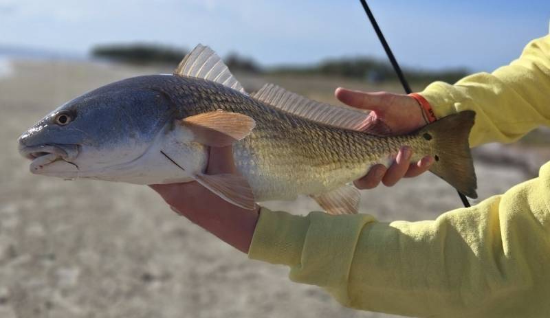 Red drum  (Redfish) in Florida