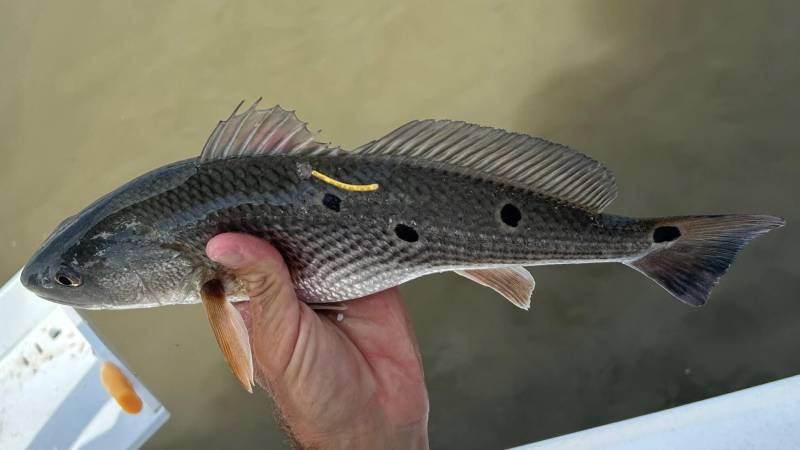 Red drum  (Redfish) in Rockville