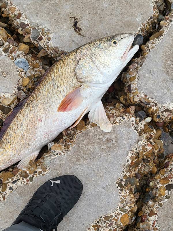 Red drum  (Redfish) in Corpus Christi